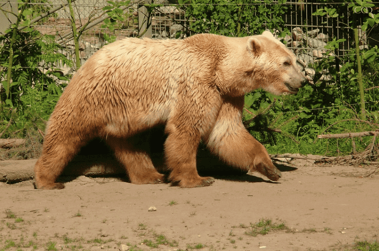 A brown grolar bear walking.