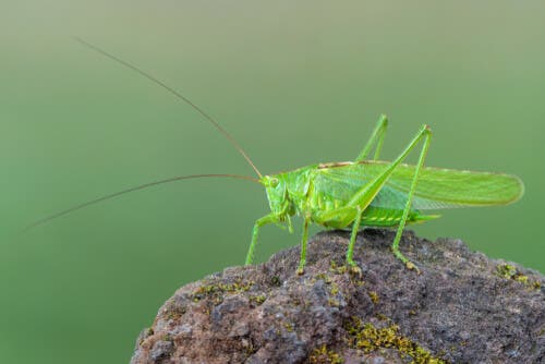A bush cricket on a rock.