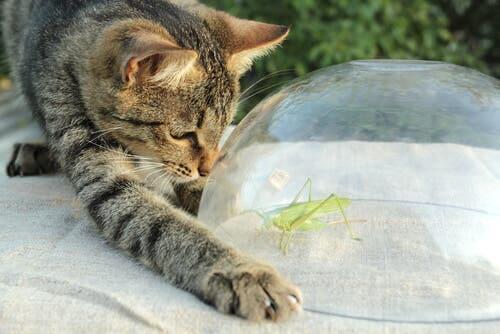 Orthopterans: Nature’s Violists