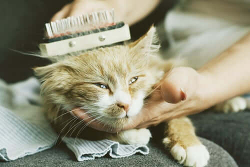 A cat being brushed by its owner.