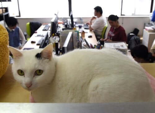 Cats in the workplace can help lower employees' stress levels.