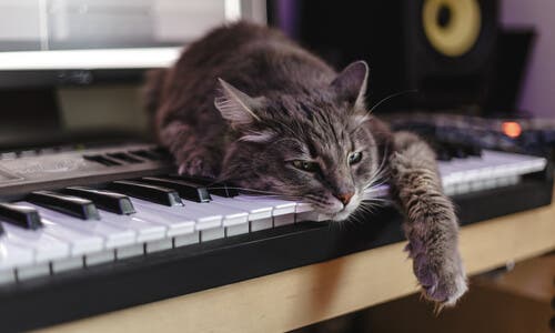 A cat resting on top of a keyboard and with the radio on.