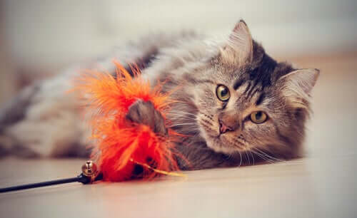 A cat playing with a toy.