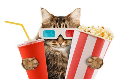 A cat at the movies.