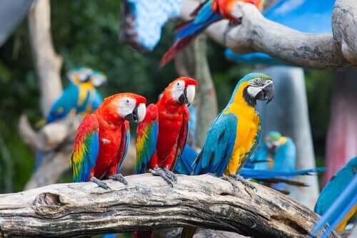 The characteristics of macaws.