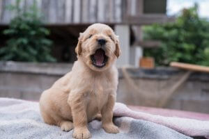 Factors to Consider When Choosing a New Puppy