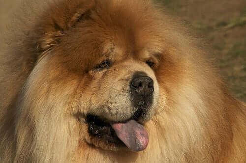 A brown chow chow with its tongue out.