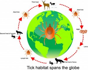 The Circadian Cycle in the Animal Kingdom