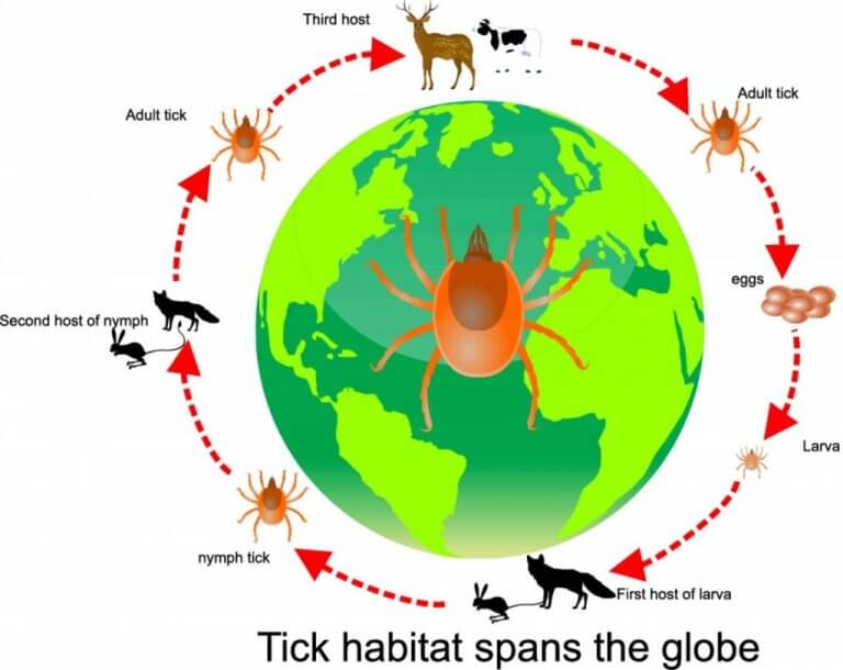 Circadian Rhythm Animals