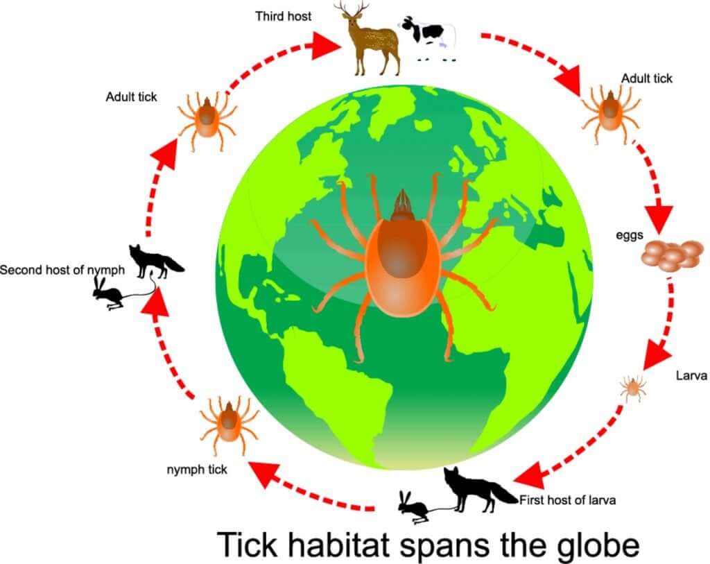 The Circadian Cycle in the Animal Kingdom