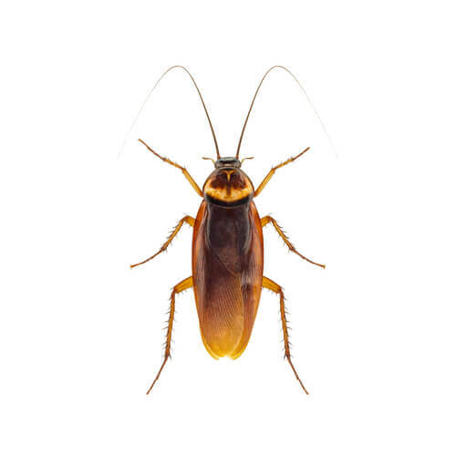 A cockroach.