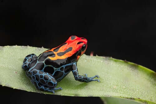 A frog with colorful skin.