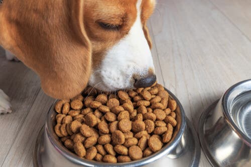 A dog eating commercial dog food.