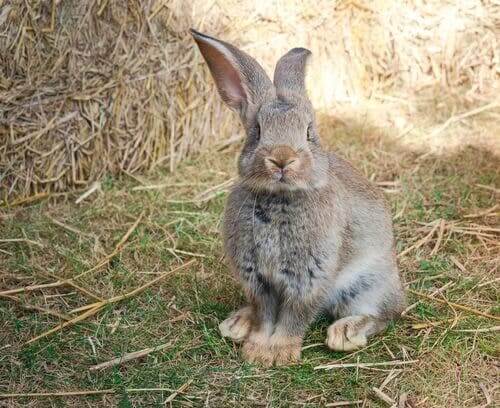 The Continental Giant: The Biggest Rabbit in the World - My Animals