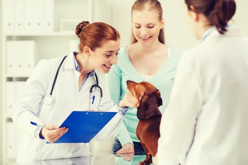 A dachshund at the veterinarian.