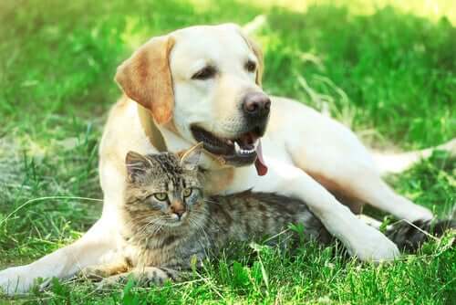 The Treatment of Diabetes in Cats and Dogs