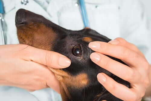 A veterinarian examining a dog's eye.