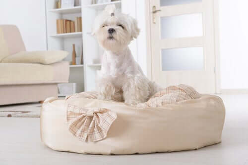 A dog bed gives your dog a safe place to relax.
