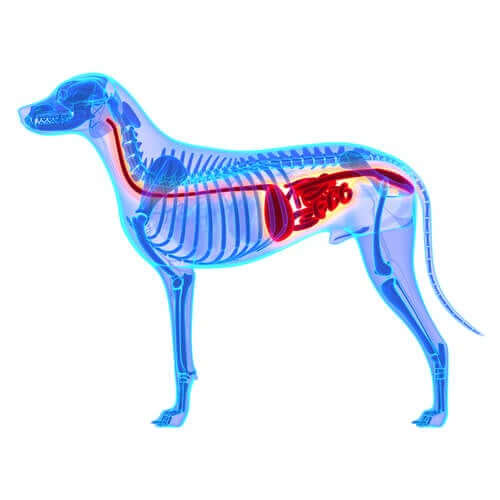A picture showing a dog's bones and stomach.