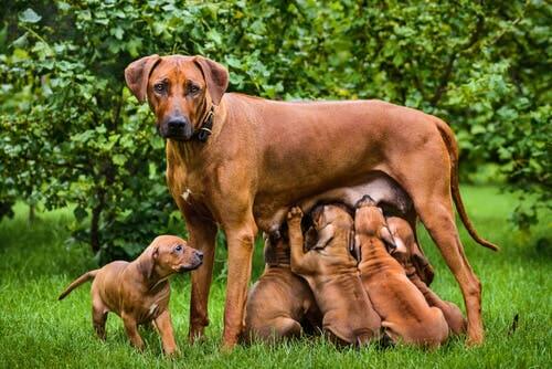 Key Facts About Breastfeeding in Dogs