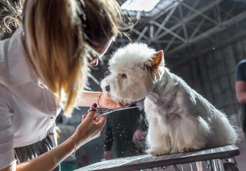 A dog being groomed.