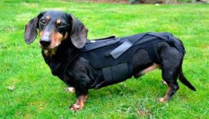 Types of Canine Hernia: Are They Serious?