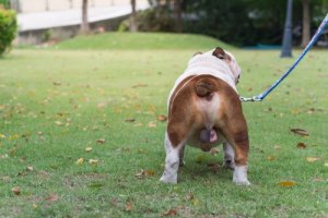 Chemical Castration for Dogs: What Is It?