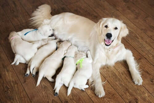 A dog with her newly born puppies.