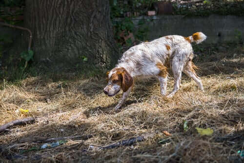 A dog tracking a scent.