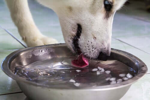 A dog drinking water.