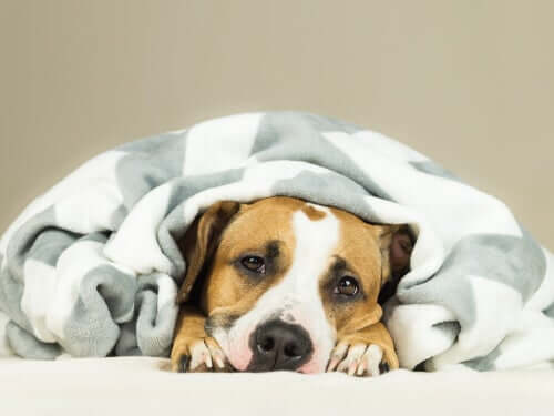 The symptoms of colds in dogs.