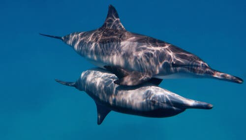 Two dolphins during sexual intercourse.
