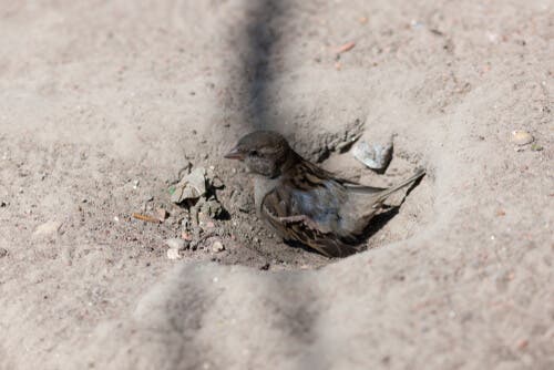 Der Haussperling: Ist er vom Aussterben bedroht?