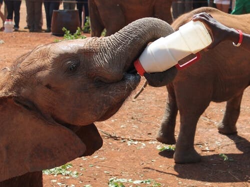 A baby elephant drinking milk.