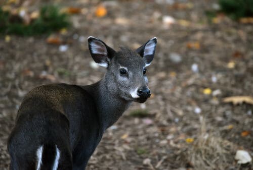 A female tufted deer.