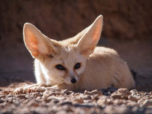 The behavior of the fennec fox.