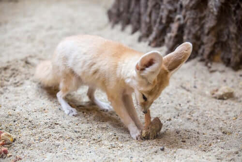 The Fennec Fox: Native to the Sahara Desert - My Animals