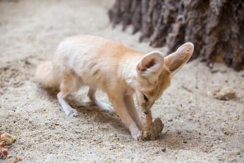 A fennec fox finding food.