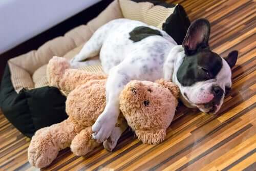 A dog with a soft toy.