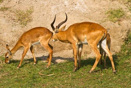 Gazelles can use an olfactory system to smell fear.