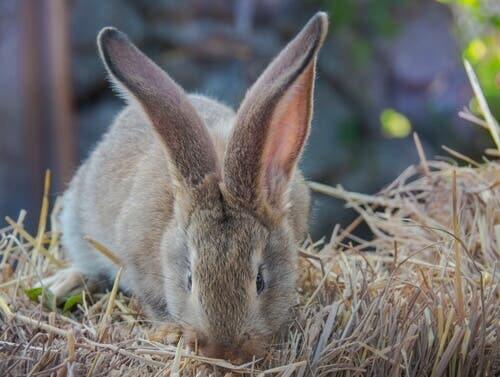 A giant rabbit eating.