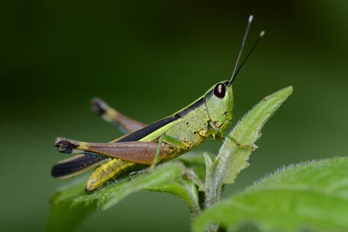 Orthoptera: The violinists of the field.