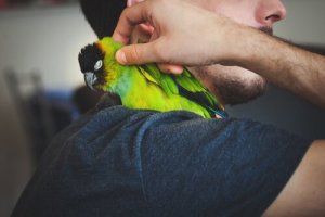 Parrot Care in Winter