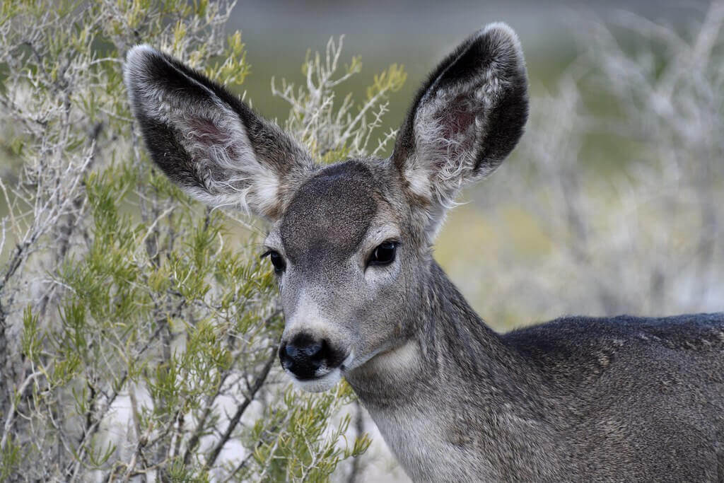 A mule deer.