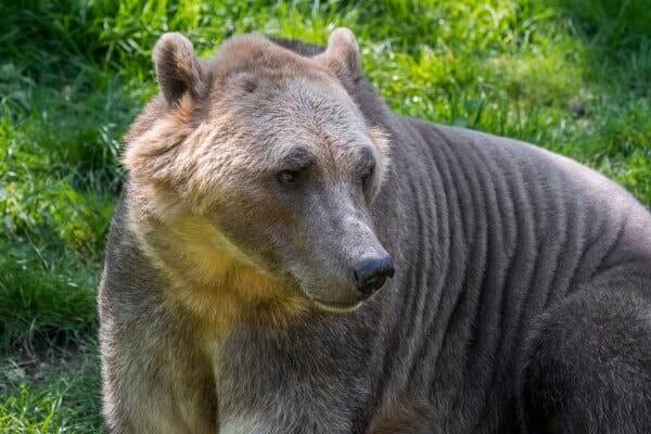 Animal Hybridization: The Case of Grolar Bears