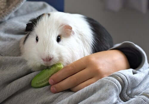 Stress in Guinea Pigs: All You Need to Know
