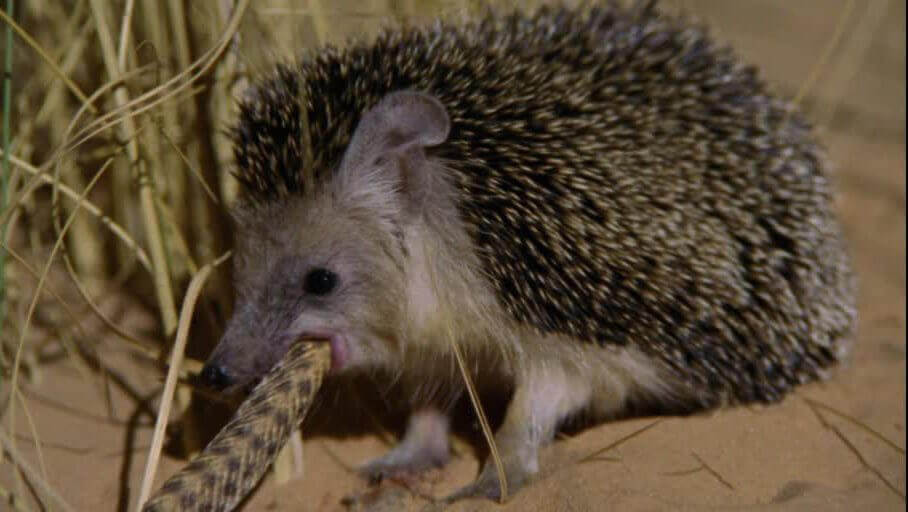 A hedgehog eating a snake.