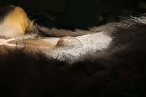 A close-up of a hernia in a dog's skin.