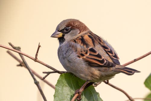 The House Sparrow: Is It Endangered?