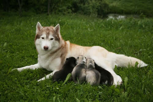 A husky mother breastfeeding her puppies.